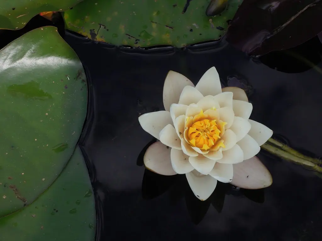 Lotus